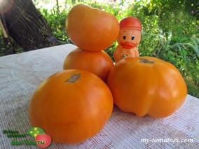 NELSON’S GOLDEN GIANT (ЗОЛОТОЙ ГИГАНТ НЕЛЬСОНА)