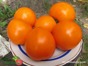 ORANGE PRIDE DWARF (ГНОМ ОРАНЖЕВАЯ ГОРДОСТЬ)