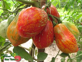 PALLA DI FUOCO (ОГНЕННЫЙ ШАР)