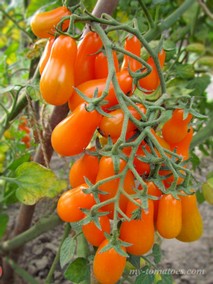 PERA NARANJA (ПЕРА НАРАНХА /АПЕЛЬСИНОВАЯ ГРУША)