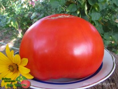 PIOMBINO TOSCANA (ПИОМБИНО ТОСКАНА)