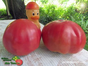 POMODORO DELLA SILA (ТОМАТ СИЛЫ)