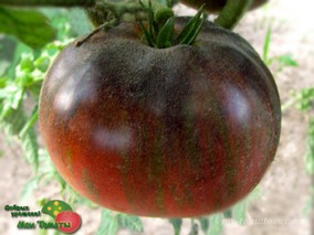 REBEL STARFIGHTER DIPPER'S DELIGHT Dwarf (ГНОМ ВОСТОРГ ДИППЕРА)