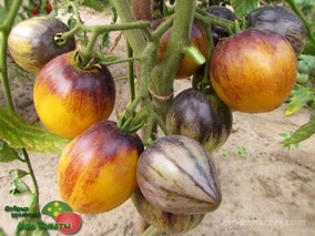 REBEL STARFIGHTER KAYLEIGH ANNE (ЗВЁЕЗДНЫЙ ИСТРЕБИТЕЛЬ ПОВСТАНЦЕВ КЭЙЛИ ЭНН)