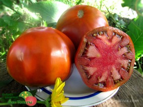 RUBY SURPRISE (РУБИНОВЫЙ СЮРПРИЗ)