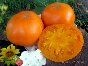 SCHELLENBERG’S FAVORITE (ЛЮБИМЫЙ ШЕЛЛЕНБЕРГА)