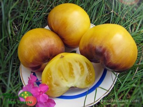 SGT. PEPPERS YELLOW (СЕРЖАНТ ПЕППЕР ЖЁЛТЫЙ)