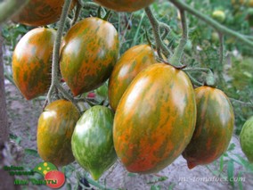 SIX FOURS Tomato (ШЕСТЬ ЧЕТВЕРОК)