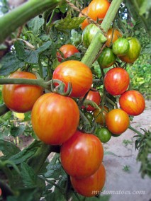 SUNRISE BUMBLE BEE (ШМЕЛЬ НА ЗАРЕ)