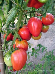 САХАРНАЯ НАСТАСЬЯ