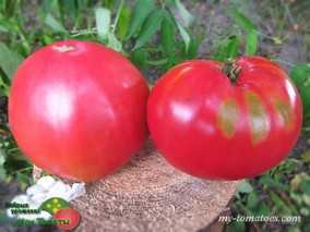 ШАПКА ГОР БОЛГАРИИ (ШАПКА НА ПЛАНИНИТЕ НА БЪЛГАРИЯ)