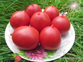 СЫЗРАНСКАЯ ПИПОЧКА