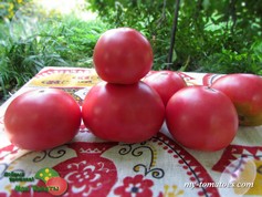 СЫЗРАНСКАЯ СКОРОСПЕЛКА