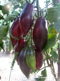 СЛИВКА – ГУРМАН