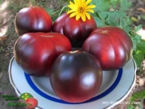 TRUFA AZUL (ГОЛУБОЙ ТРЮФЕЛЬ)