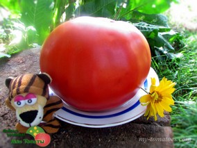 ЦЕКИНОВСКИЙ ГИГАНТ