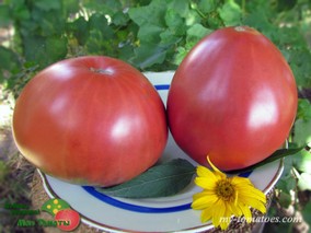 VIOLETA DE CADIZ (ФИАЛКА КАДИСА)