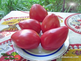 VOLOVSKO SRCE VAL (ВОЛОВСКО СЕРДЦЕ ВАЛ)