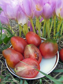 WICKED PLUM (ЗЛАЯ СЛИВА)