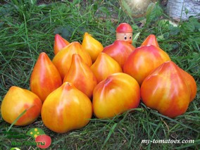 ЗОЛОТЫЕ ГОРЫ МЕДЕО