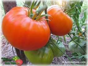 АЛТАЙСКИЙ ОРАНЖЕВЫЙ