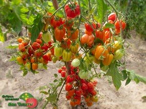 ACCORDION CHERRY (АККОРДЕОН ЧЕРРИ)