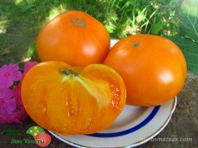 APRICOT BRANDYWINE (БРЕНДИВАЙН АБРИКОСОВЫЙ)