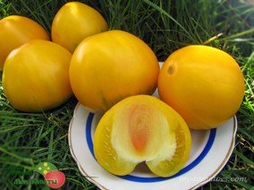 АЛТАЙСКИЙ МЁД