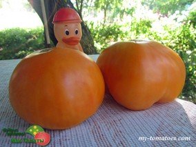 AMISH ORANGE SHERBET (АМИШЕЙ ОРАНЖЕВЫЙ ЩЕРБЕТ)