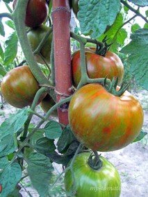 BERKELEY TIE DYE GREEN (БЕРКЛИ ТАЙ ДАЙ ЗЕЛЁНЫЙ)