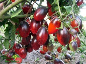 BLACK KUMQUAT (ЧЕРНЫЙ КУМКВАТ)