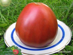 БЫЧОК ЧЕРНЫЙ