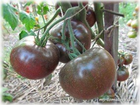 BLACK BRANDYWINE (БРЕНДИВАЙН ЧЁРНЫЙ)