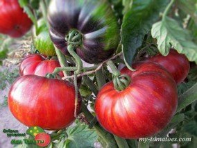 BRIDGE OVER A TROUBLED RIVER (МОСТ НАД НЕСПОКОЙНОЙ РЕКОЙ)