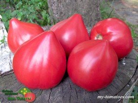 БРУСИЛОВСКИЙ