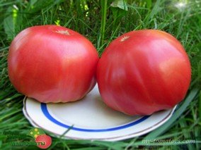 BULGARIAN HALA (БОЛГАРСКАЯ ХАЛА)