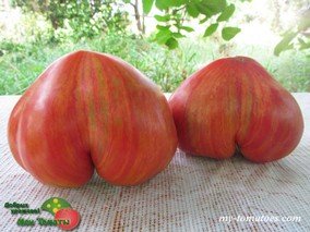 COEUR ROSE STRIE DE PESSAC (РОЗОВОЕ ПОЛОСАТОЕ СЕРДЦЕ из ПЕССАКА)