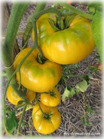 CASEY’S PURE YELLOW (ЧИСТО ЖЁЛТЫЙ КЭЙСИ)