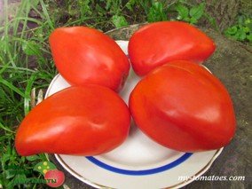 COEUR DE BOEUF A FACETTES (ГРАНЁННОЕ БЫЧЬЕ СЕРДЦЕ)