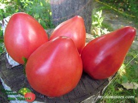 CUOR DI BUE CAVALLINO TRE PORTI (КОР ДИ БУЭ КАВАЛЛИНО ТРЕ ПОРТИ)