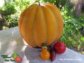 Дыня ЭФИОПКА