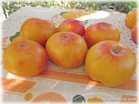 GEORGIA STREAK (ДЖОРЖДИЯ ПОЛОСАТЫЙ)