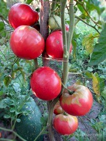 GERMAN QUEEN (НЕМЕЦКАЯ КОРОЛЕВА)