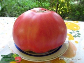 «HOY PINK» («ХОЙ РОЗОВЫЙ»)