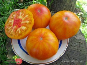 KOZULA 126 + CZARNY GAGANY