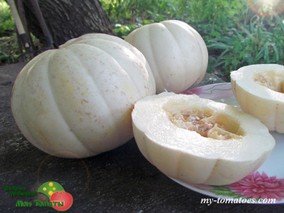 Дыня KIKU CHRYSANTHEMUM (ДЫНЯ КИКУ ХРИЗАНТЕМА)