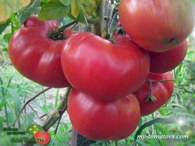 INEXHAUSTIBLE WELL (КОЛОДЕЦ НЕИСЧЕРПАЕМЫЙ розовый)