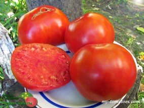 LUCCHESE (ЛЮККЕЗЕ)