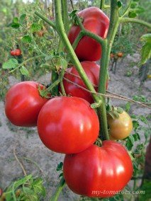 MADONNA DEL PASCO (МАДОННА ДЕЛЬ ПАСКО)