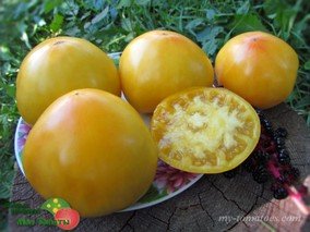 MИНУСИНСКОЕ MАНГО